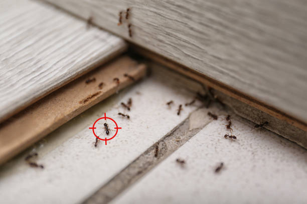Best Affordable Pest Control Services  in Mason, MI