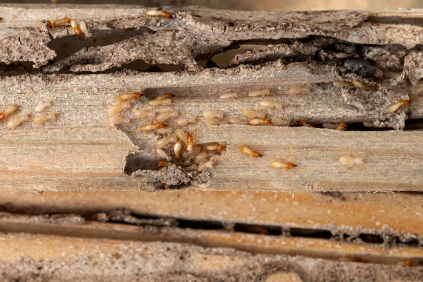 Best Pest Control Cost  in Mason, MI