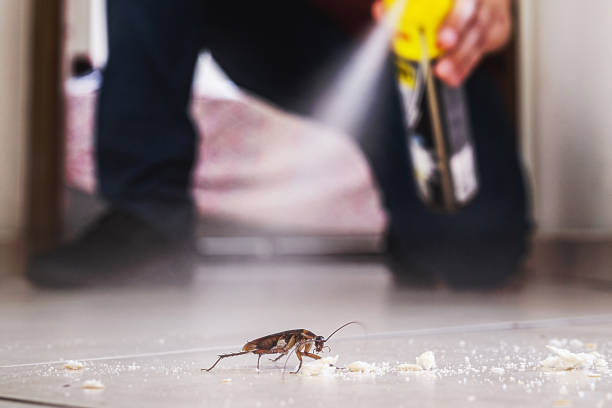 Best Flea Control Services  in Mason, MI