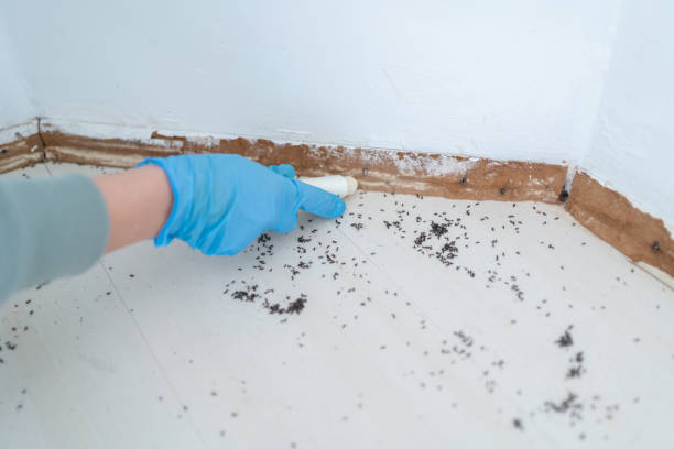 Best Rat Extermination Near Me  in Mason, MI